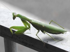 Hierodula patellifera