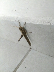 Cyrtacanthacridini