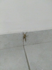 Cyrtacanthacridini