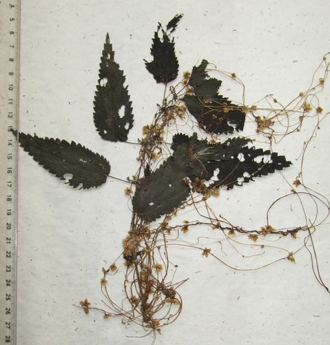 Cuscuta epilinum iNat (2)