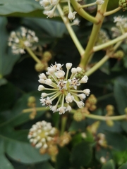 Fatsia japonica