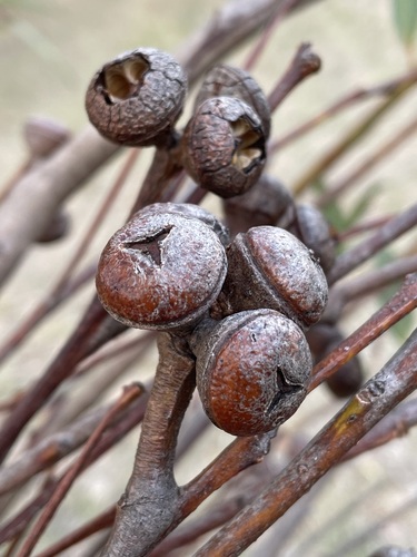Eucalyptus pachyloma