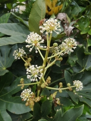Fatsia japonica
