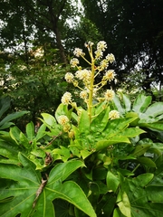 Fatsia japonica