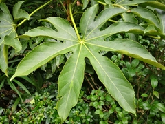 Fatsia japonica