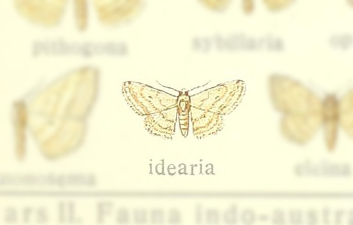 Scopula idearia
