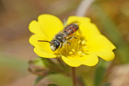 Potentilla mining bee
