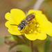 Potentilla Miner - Photo (c) Julia Wittmann, some rights reserved (CC BY), uploaded by Julia Wittmann