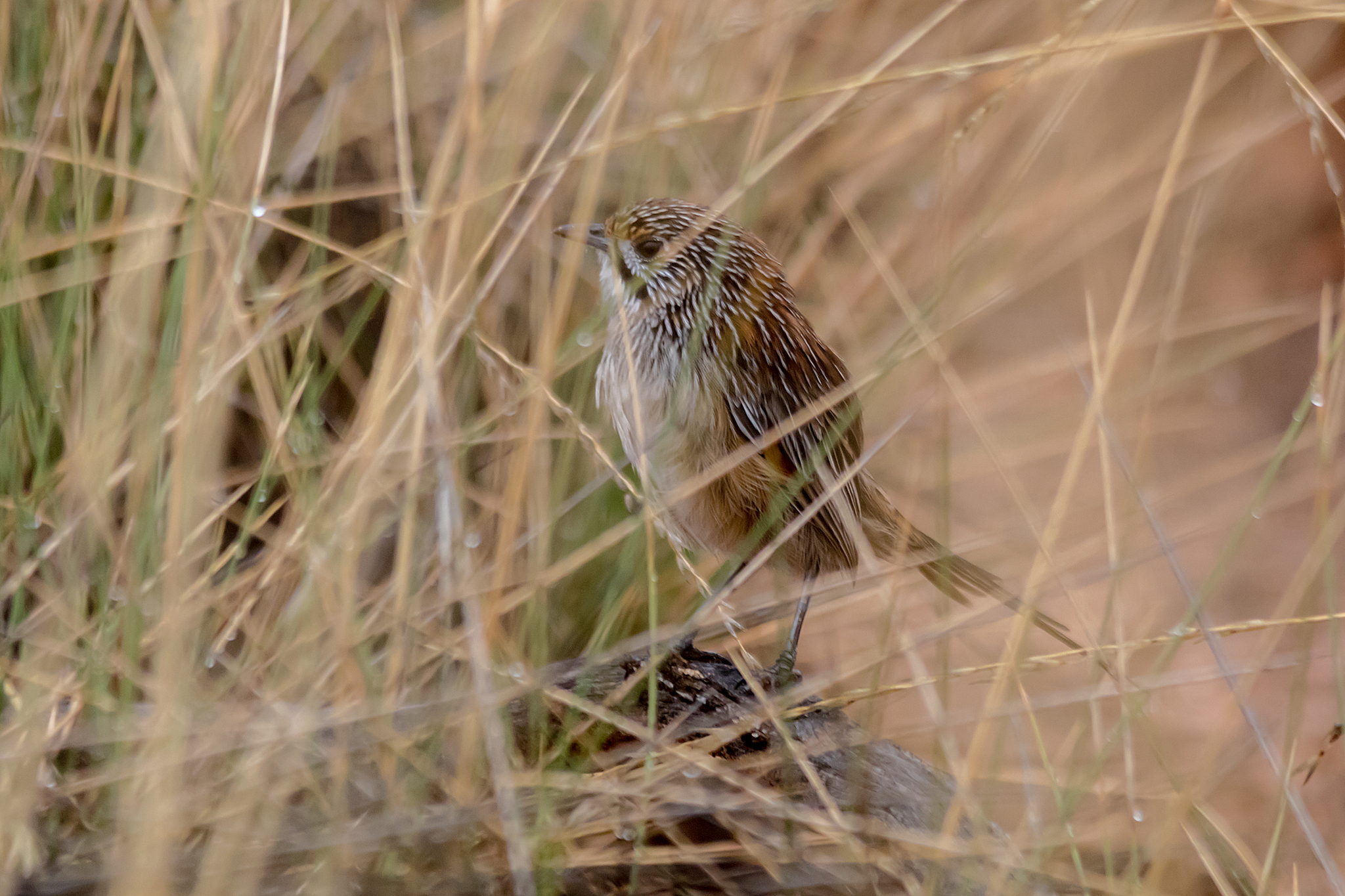 Striated Grasswren (Amytornis striatus)