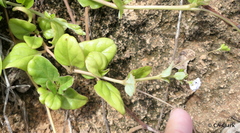 Boerhavia repens