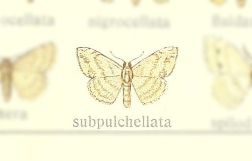 Scopula subpulchellata