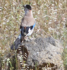 Garrulus glandarius atricapillus