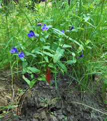 Scutellaria scordifolia