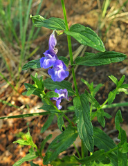 Scutellaria scordifolia