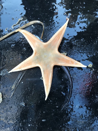 Psilaster acuminatus observed 2023-04-15