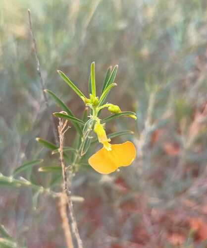 Image of Pigea aurantiaca by (c) Belinda Forbes, some rights reserved (CC BY)