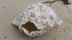 Hippopus hippopus