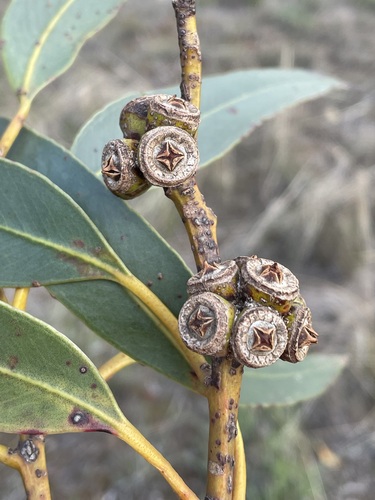 Esperance Mallet (Eucalyptus valens)
