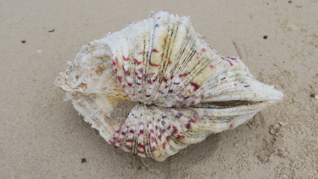 Photo of Hippopus Clam (Hippopus hippopus)