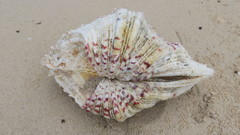 Hippopus hippopus