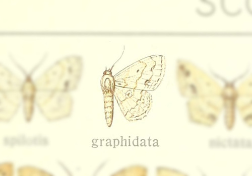 Scopula graphidata