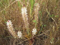 Lachenalia contaminata
