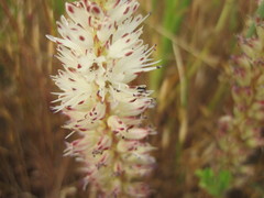 Lachenalia contaminata