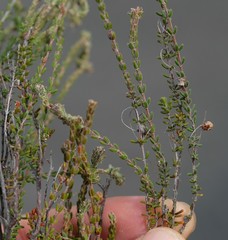 Erica longipedunculata