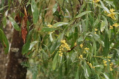 Acacia obliquinervia