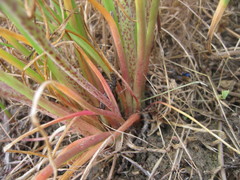 Lachenalia contaminata