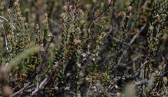 Erica longipedunculata