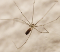 Pholcus phalangioides