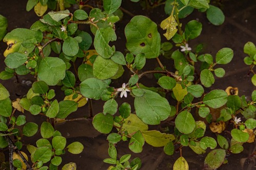 Trianthema portulacastrum image