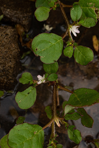 Trianthema portulacastrum image