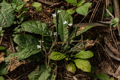 Elytraria acaulis image