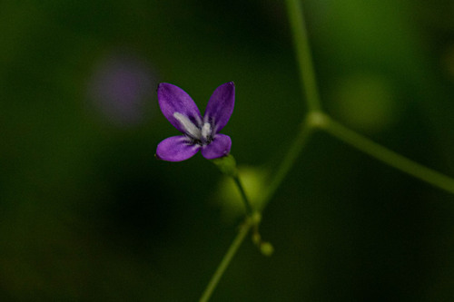 Oldenlandia affinis image