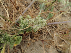 Capnophyllum africanum