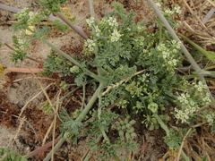 Capnophyllum africanum