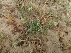Capnophyllum africanum