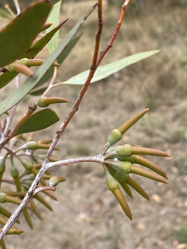 Eucalyptus tephroclada