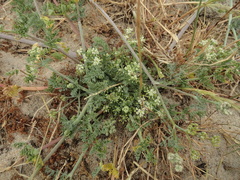 Capnophyllum africanum