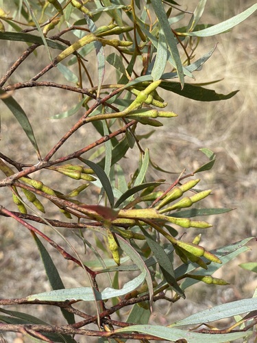 Eucalyptus goniocarpa 4