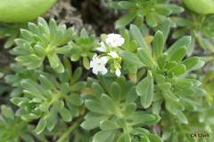 Heliotropium anomalum