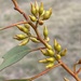 Eucalyptus aspersa - Photo (c) Dean Nicolle, some rights reserved (CC BY-NC), uploaded by Dean Nicolle