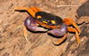 Land Crabs - Photo (c) Colin Barrows, some rights reserved (CC BY-NC)