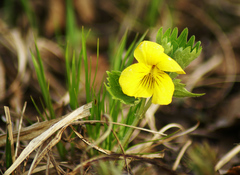 Viola uniflora