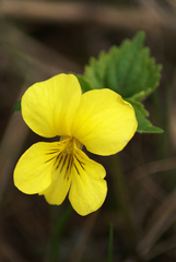 Viola uniflora