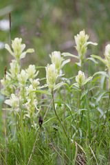 Castilleja pallida caudata