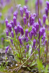 Gentianella propinqua propinqua