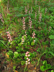 Pyrola asarifolia incarnata